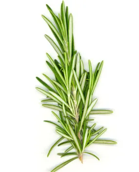Rosemary Extract - Oil Soluble